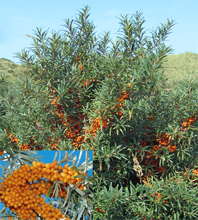 Sea-buckthorn (Hippophae rhamnoides), showing the full plant and a close-up of a branch laden with fruit
