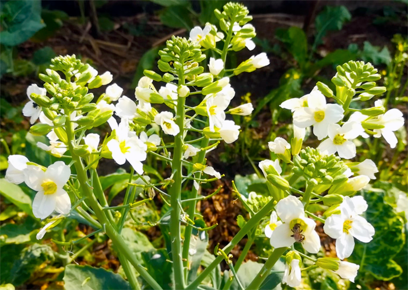 Sea Kale flowers