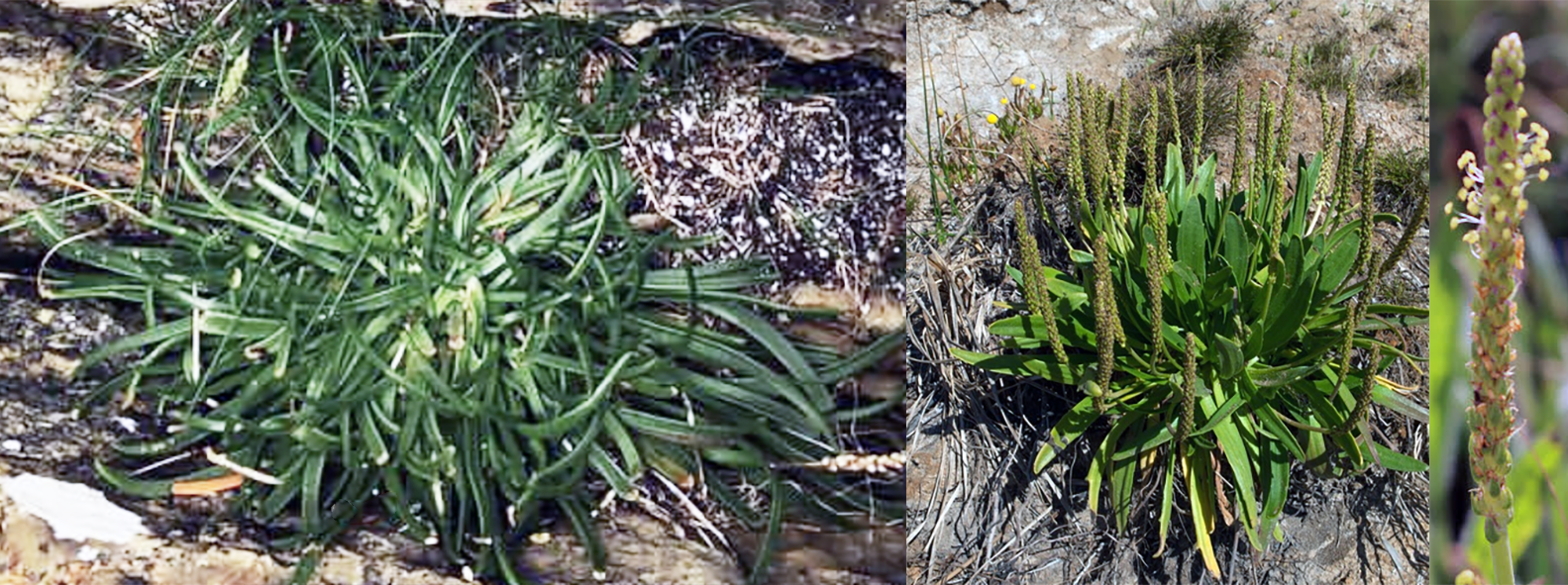 Sea Plantain (Plantago maritima), showing the young plant, the plant in flower and a close-up of the flower spike