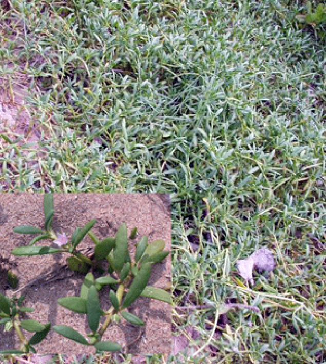 Sea purslane (Halimione portulacoides) showing a drift of the plants with close-ups of the flower head and the fleshy leaves