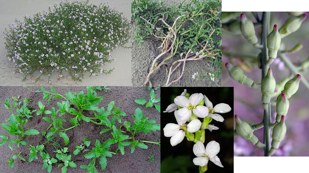 Sea Rocket (Cakile maritima) showing a mature plant, young plant, the roots, the flower and the edible seed pods