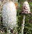 Shaggy ink cap mushroom tumbnail
