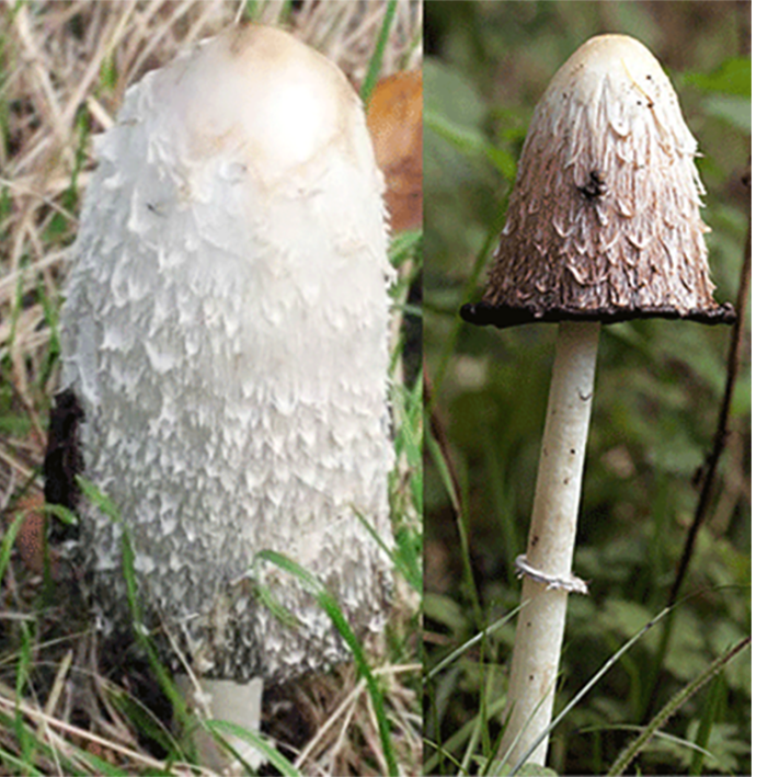 Shaggy ink cap mushroom (Coprinus comatus), showing a young and edible mushroom along with an older specimen with black ink along the base of the cap