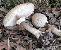 Shaggy parasol mushroom tumbnail