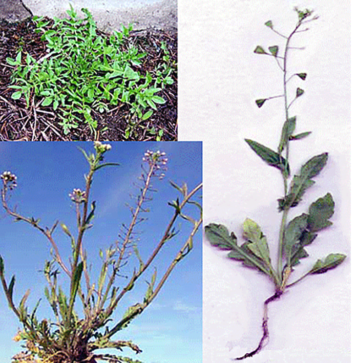 Shepherds purse plant (Capsella bursa-pastoris) showing the leaves of a young plant, a plant in flower and an uprooted flowering plant