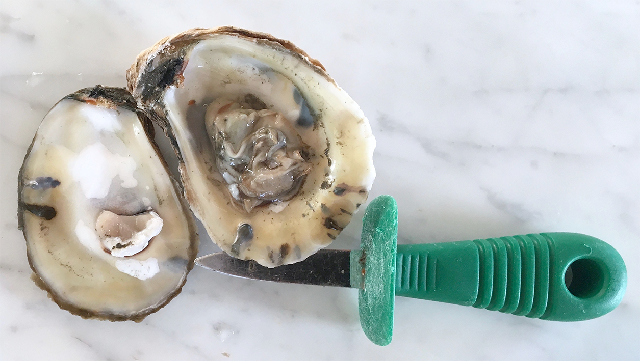 Shucking an oyster with an oyster knife