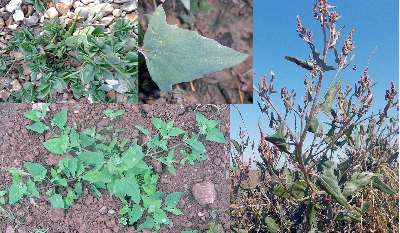 Spear-leaved Orache (Atriplex prostrata) showing a young plant (top left) a more mature plant (bottom left), a close-up of a leaf and an image of the flowers