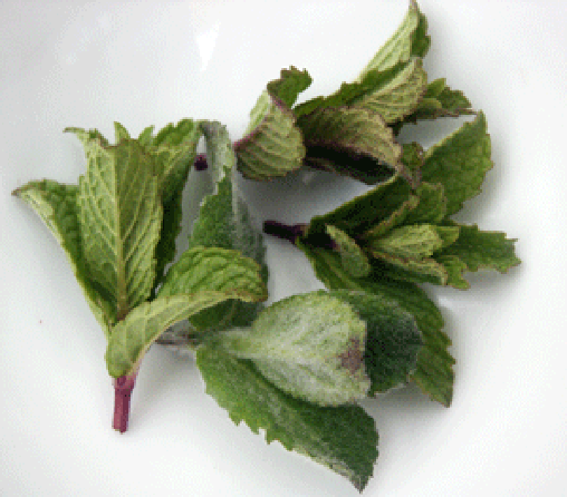 Five sprigs of fresh spearmint