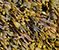 Spiral Wrack seaweed tumbnail