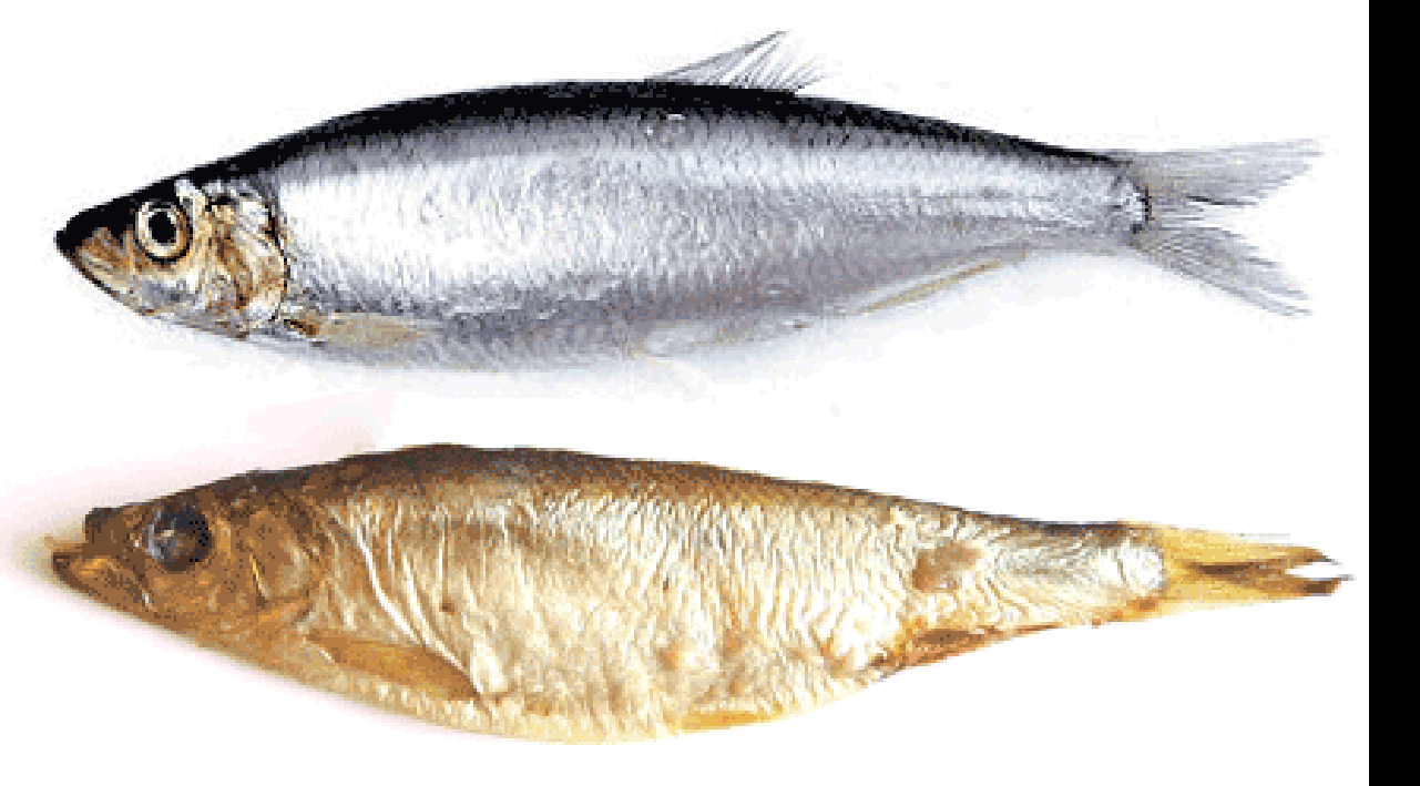 Image of whole European sprat (Sprattus spratts) and smoked sprat.