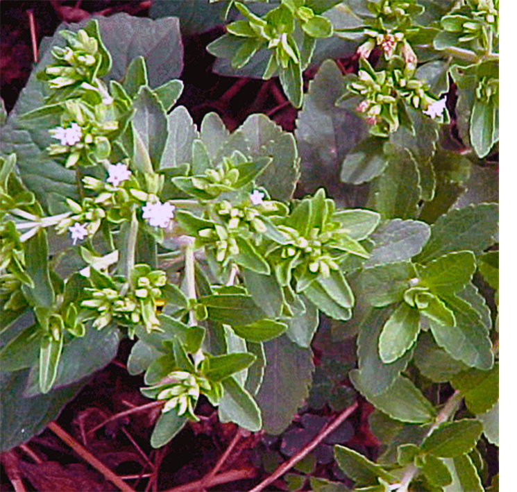 Stevia plant leaves and flowers