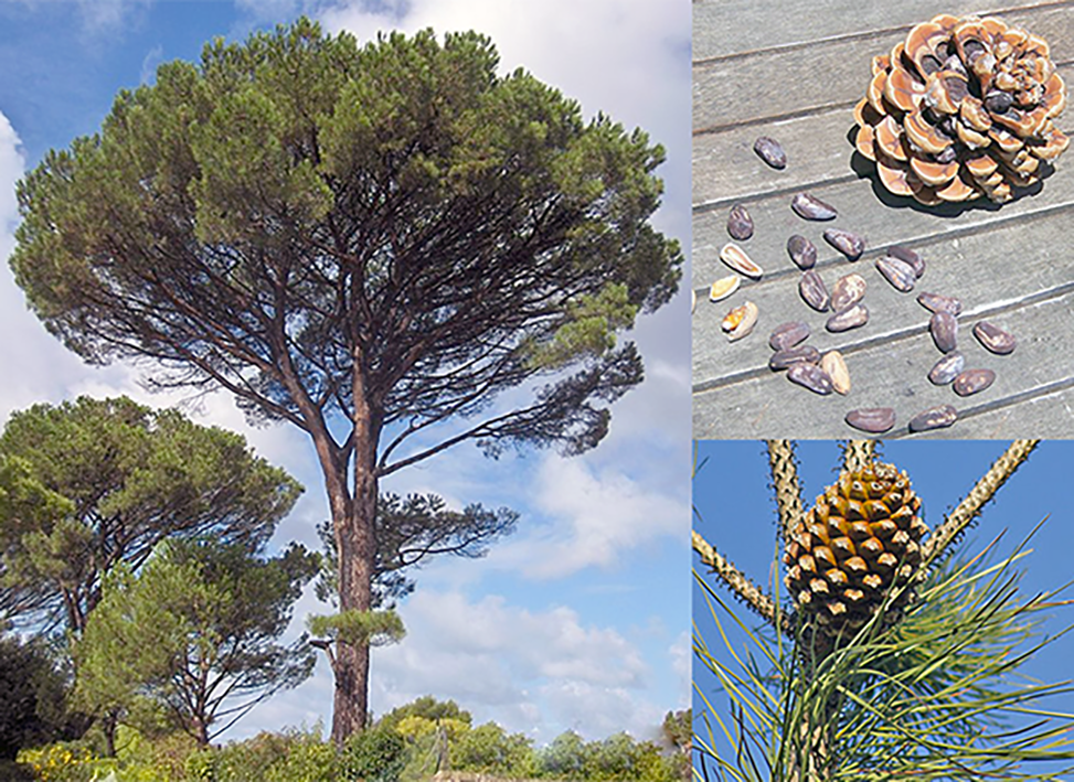 Italian Stone Pine (Pinus pinea), showing the adult tree, an immature pine cone, as well as a mature pine cone with the pine nuts inside.