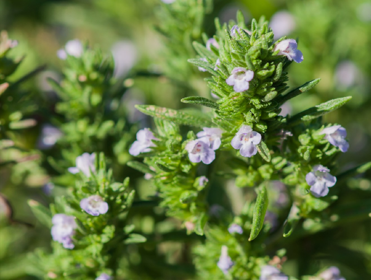 Summer savoury in flower.