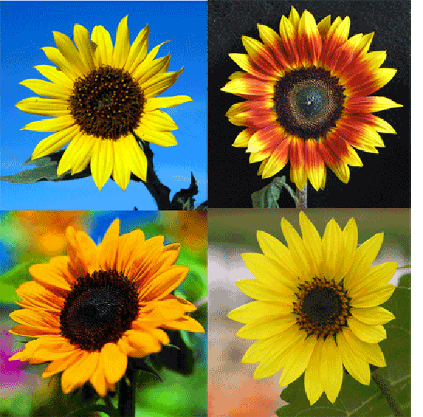 Sunflower Flowers