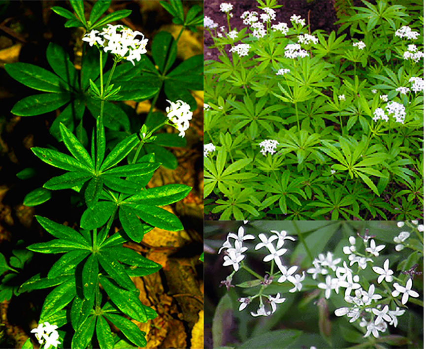 Sweet Woodruff (Galium odoratum), showing the plant and a close-up of its flowers