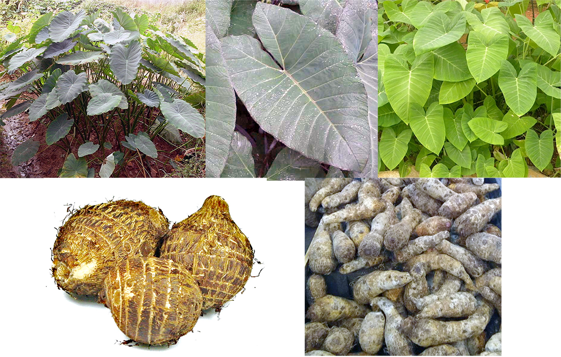 Yam plant and three types of yam tubers