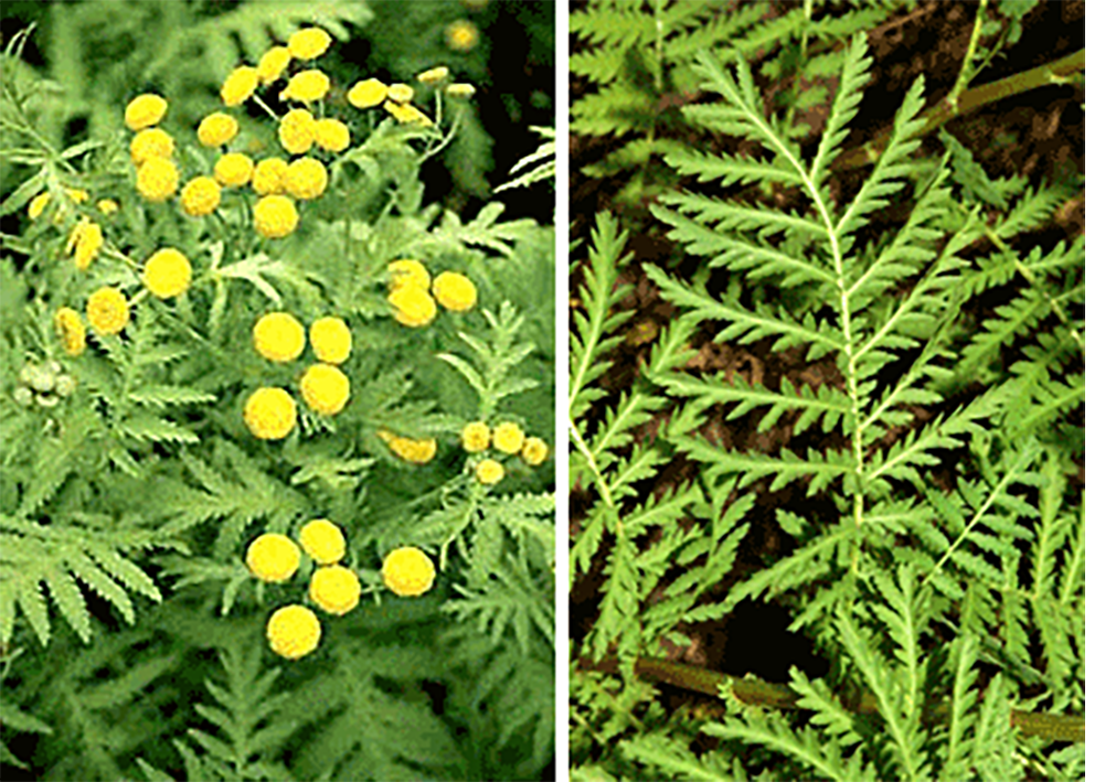 Flowering tansy plant and tansy leaves