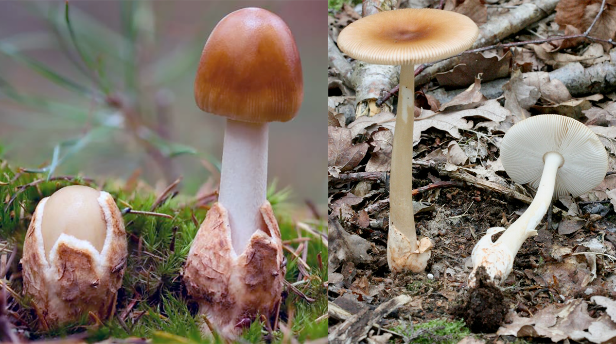 Tawny Grisette (Amanita fulva), showing two immature specimens (left) and mature specimens, one on its side (right)
