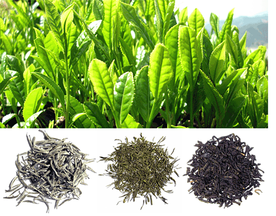 Fresh tea tips on the tree with dried white tea, green tea and black tea (Camellia sinensis)