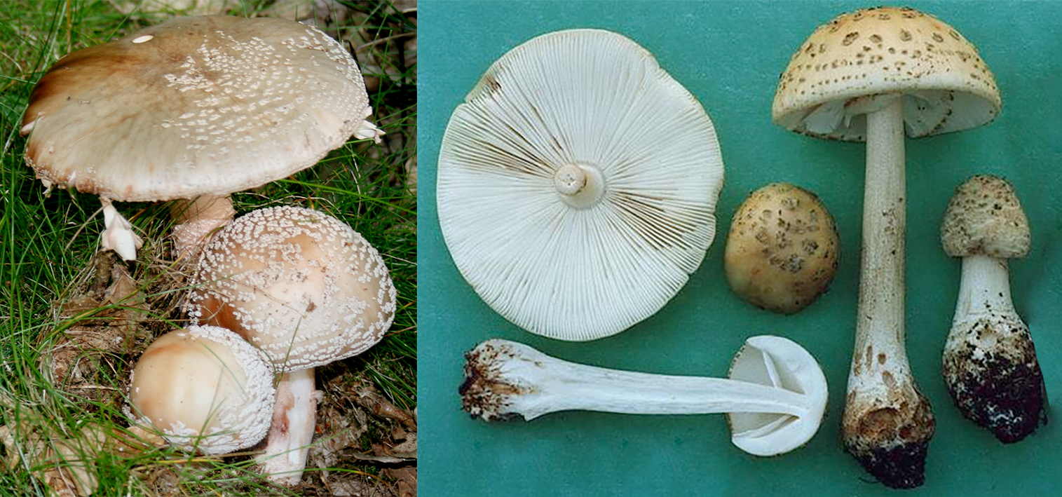 The Blusher (Amanita rubescens), showing three different growth stages in the wild along with images of an inverted mushroom, a slice through a young mushroom along with two different growth stages against a green background