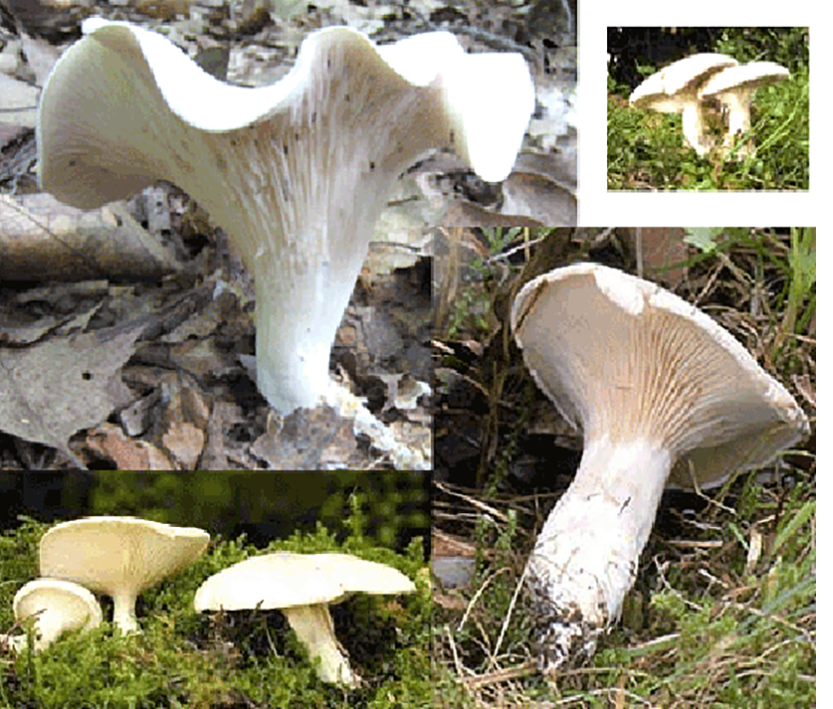 The Miller (Clitopilus prunulus), showing view of the caps, stipe and gills at different ages