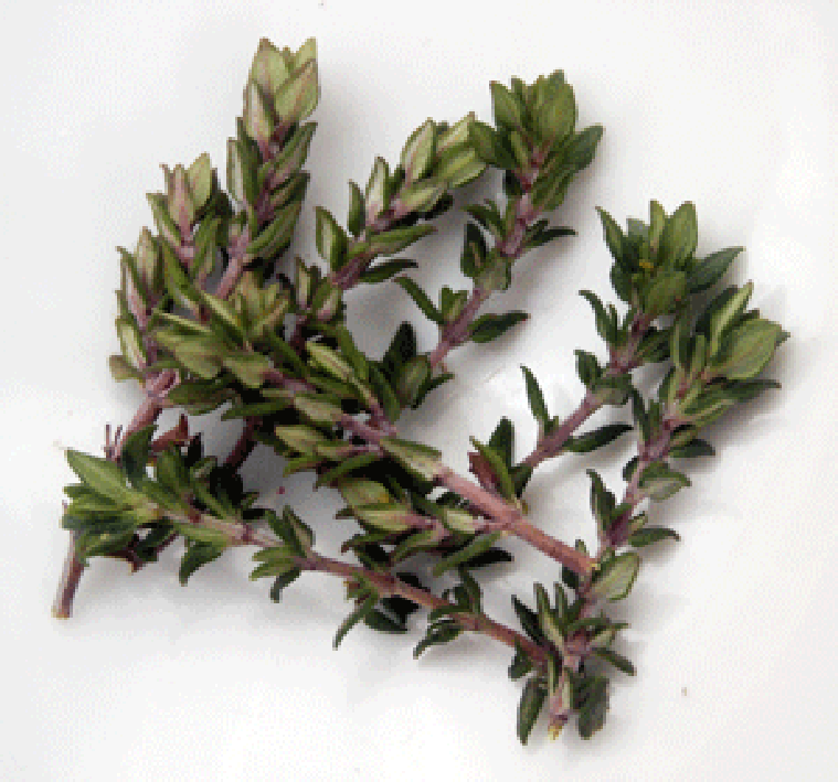 Thyme sprigs