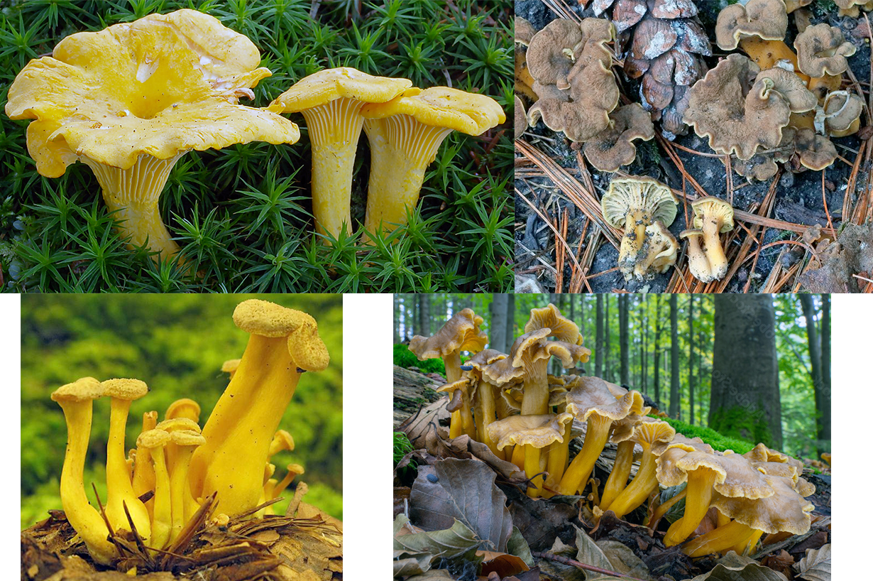 chanterelle mushroom, Cantharellus tubaeformis with yellow and darker mature forms, young specimens, a group growing though leaf litter and some on their sides to reveal the stems and gills.
