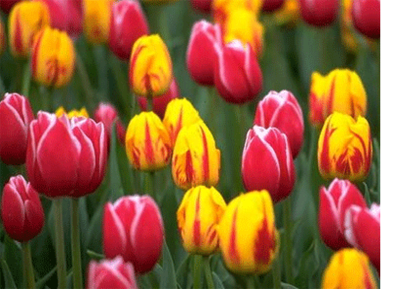 Tulip Flowers