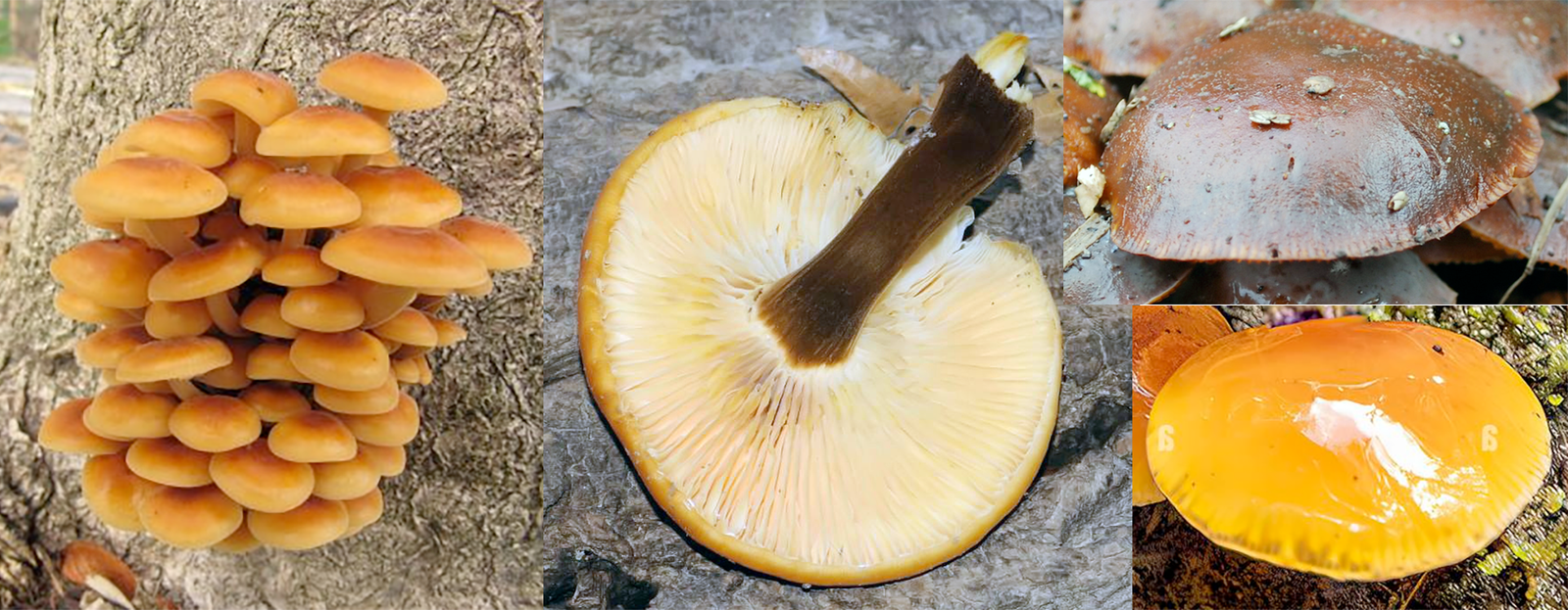 Velvet Shank (Flammulina velutipes) showing a gregarious cluster on a tree stump, an image of the underside and gills and the range of colours of the cap