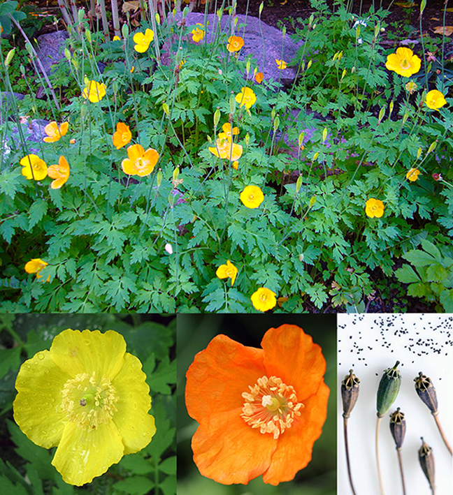 Welsh Poppy (Papaver rhoeas) showing the whole plant, the range of colours of its flowers, the seed heads and the edible seeds