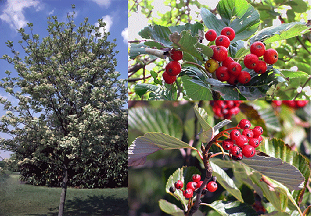 common whitebeam (Sorbus aria), showing a young tree in flower and two views of the edible fruit