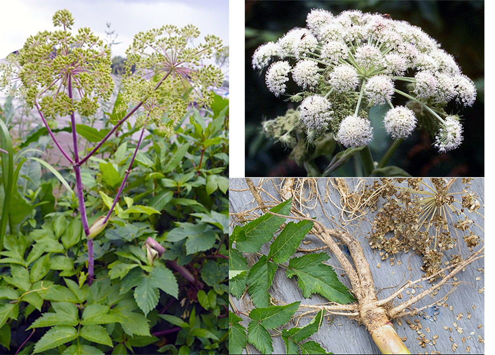Wild Angelica (Angelica sylvestris), showing the whole plant, and a close-up of the flower with images of the leaves, seeds and root.