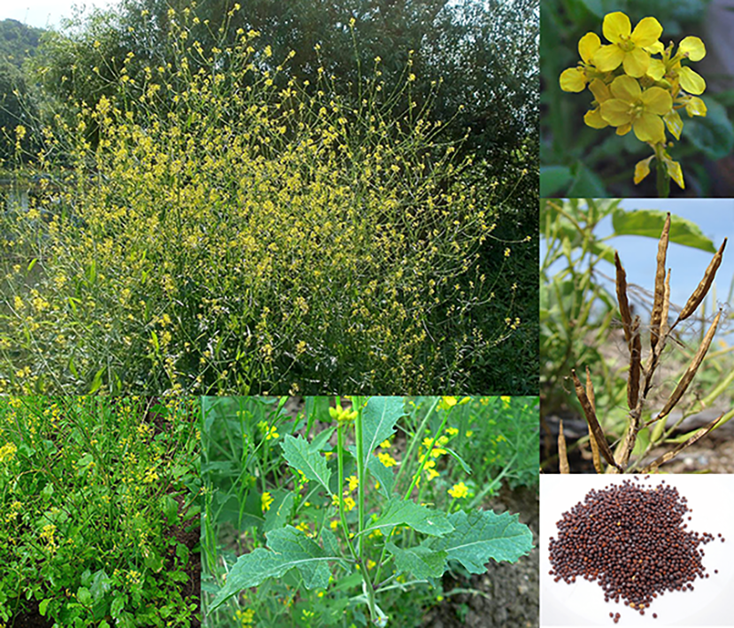 Wild Black Mustard, Brassica nigra, showing the whole plant with close-ups of the leaves, flowers, seed pods and seeds.