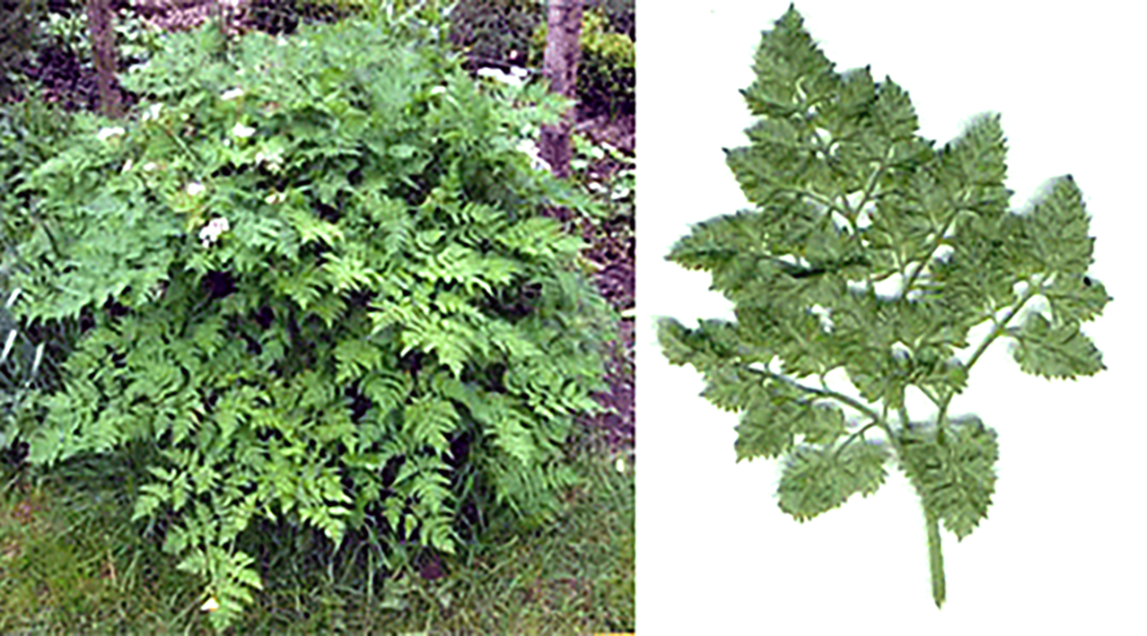 wild chervil, cow parsley, Anthriscus sylvestris, whole plant in flower and close-up of leaves