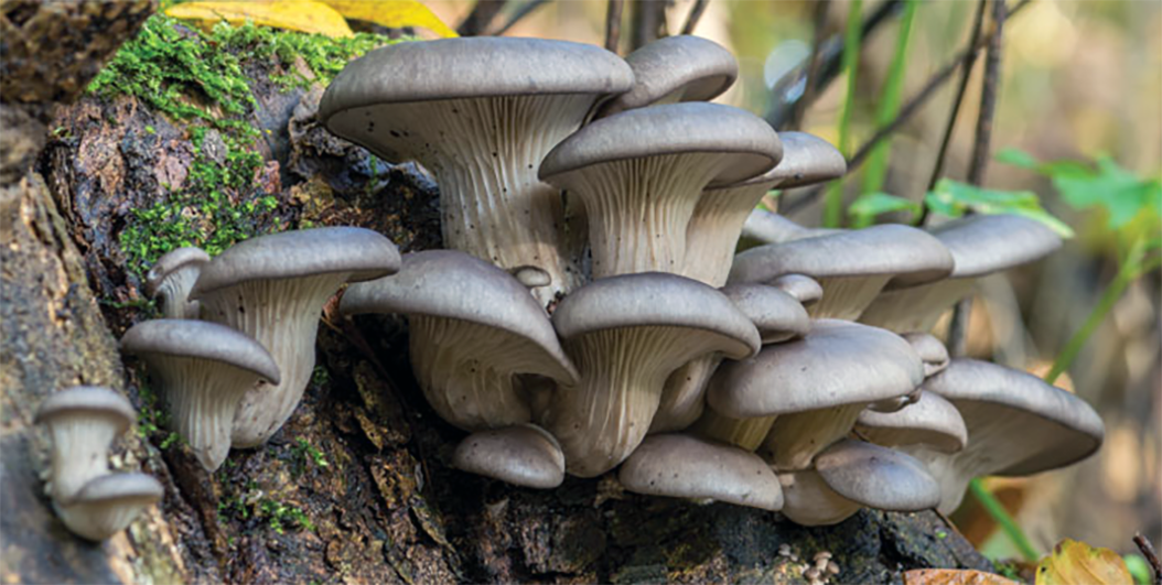 Wild oyster mushrooms growing on a tree stump.
