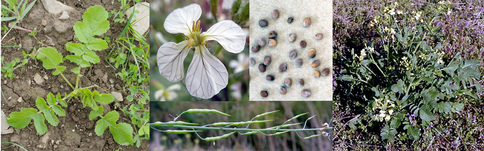 Wild Radish (Raphanus raphanistrum), showing a young plant, a close-up of a flower, the seeds, the seed pods on the stem and a mature plant in flower.