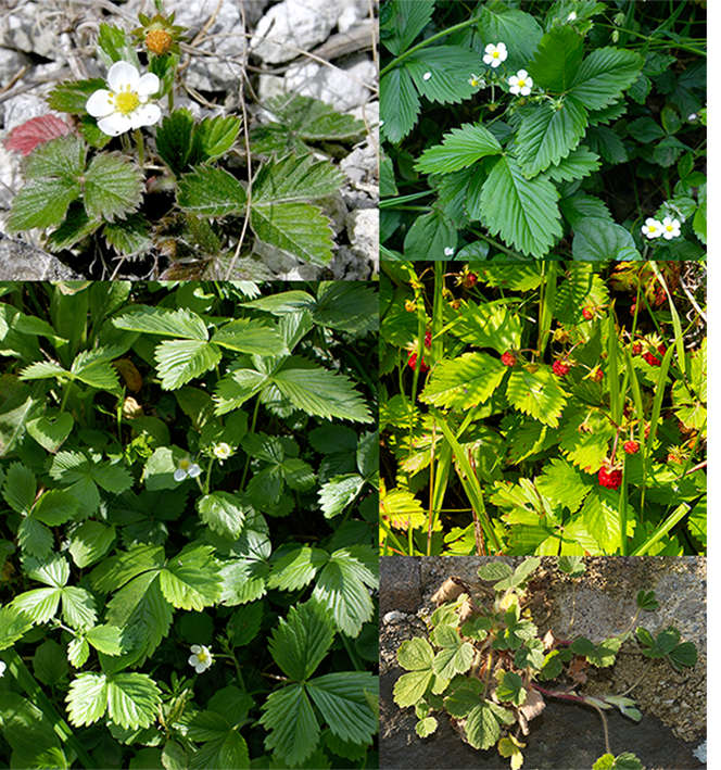 Wild strawberry (Fragaria vesca), showing the plant