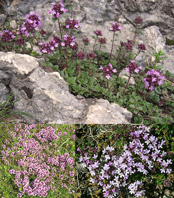 Wild thyme (Thymus serpyllum), showing the plant, and close-ups of the flowers and leaves