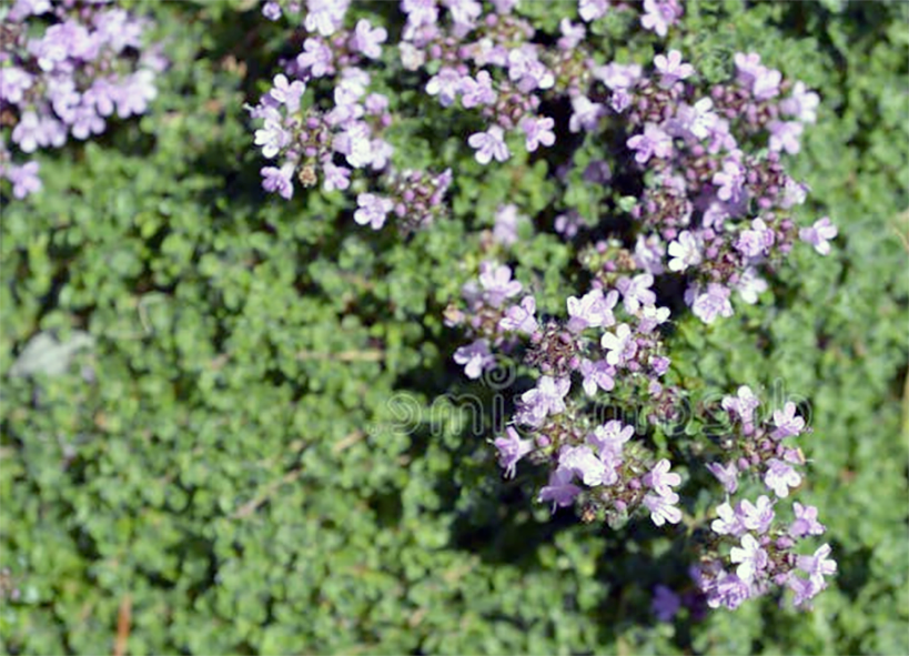 Wild thyme in flower