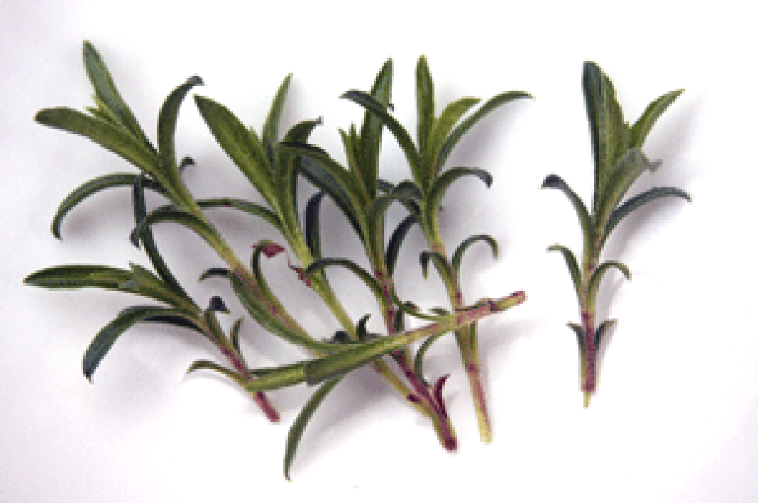 Seven sprigs of winter savory