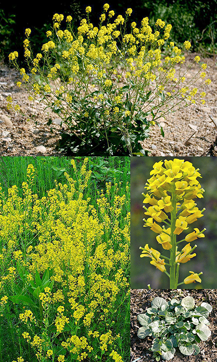 Common wintercress (Barbarea vulgaris), showing the full plant in flower, along with a group of plants, a young plant showing the leaves and a close-up of a flower spike