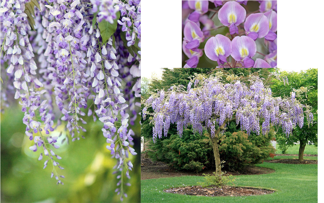 Wisteria plant and wisteria flowers