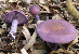 Wood blewit mushroom tumbnail