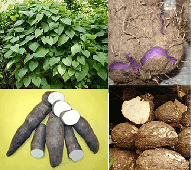 Yam plant and three types of yam tubers