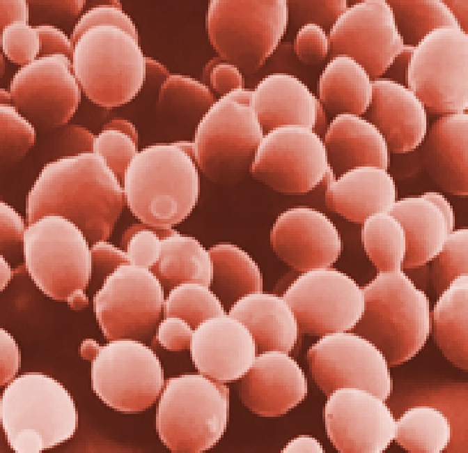 Micrograph of yeast cells