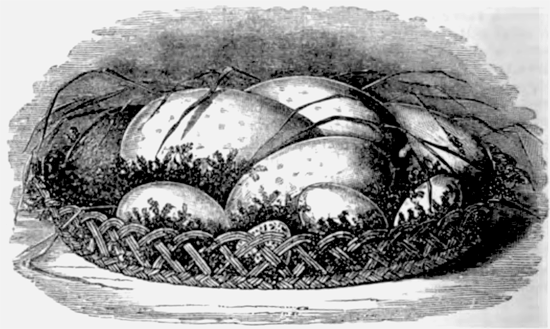 Eliza Acton Eggs