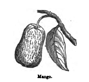 Eliza Acton Mango