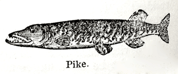 Eliza Acton Pike