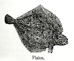 Eliza Acton Plaice