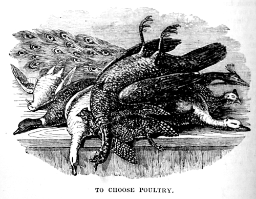Eliza Acton Poultry